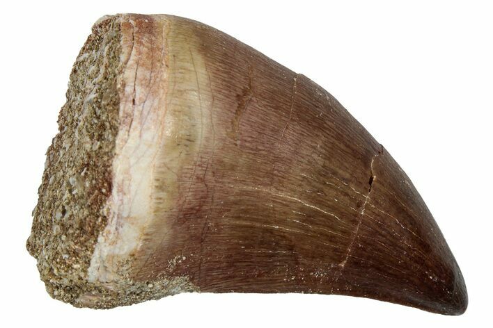 Fossil Mosasaur (Thalassotitan) Tooth - Morocco #345177